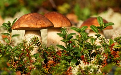 Autumn-Mushrooms-2560x1600 (1)